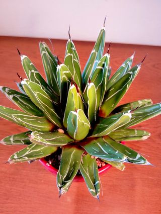 Planta.Agave Victoria Reginae.