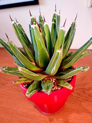 Planta.Agave Victoria Reginae.