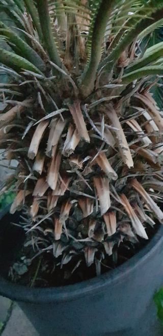 cicas molto bella grande costo 60.00