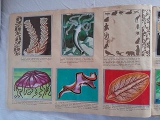 Álbum Zoología y Botánica Maga 1969