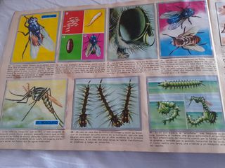 Álbum Zoología y Botánica Maga 1969