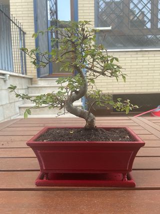 Vaso bonsai
