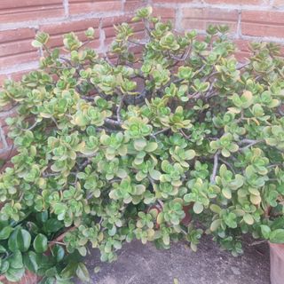 Planta de jade