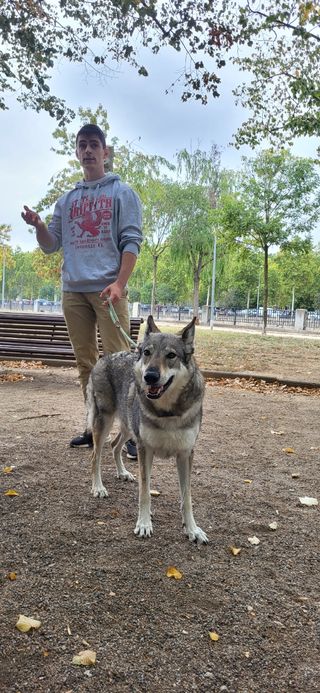 Paseador de perros/cuidador