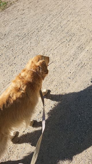 Paseador de perros/cuidador