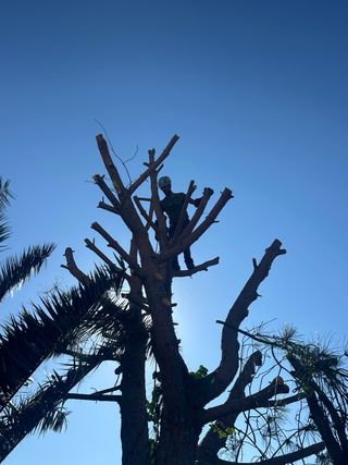 Podas y limpiezas de arboles y parcelas,desbroces