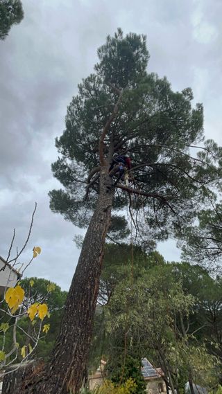 Podas y limpiezas de arboles y parcelas,desbroces