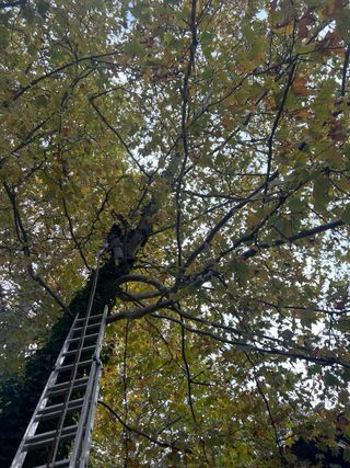 Podas y limpiezas de arboles y parcelas,desbroces