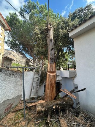 Podas y limpiezas de arboles y parcelas,desbroces