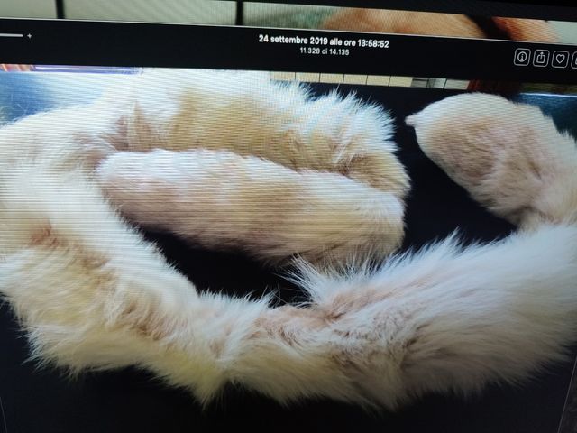 Boa in codine di volpe