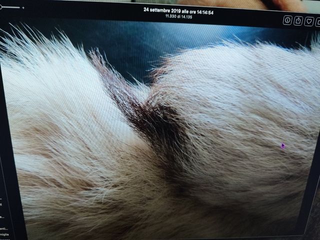 Boa in codine di volpe