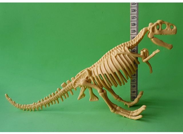 Esqueleto Dinosaurio Dinosaurs