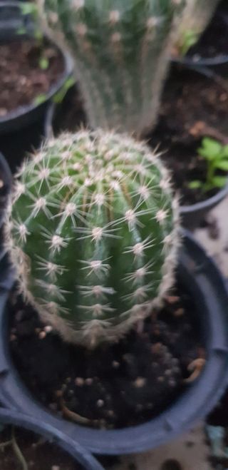 10 piante di cactus miste 2.00 cadauno