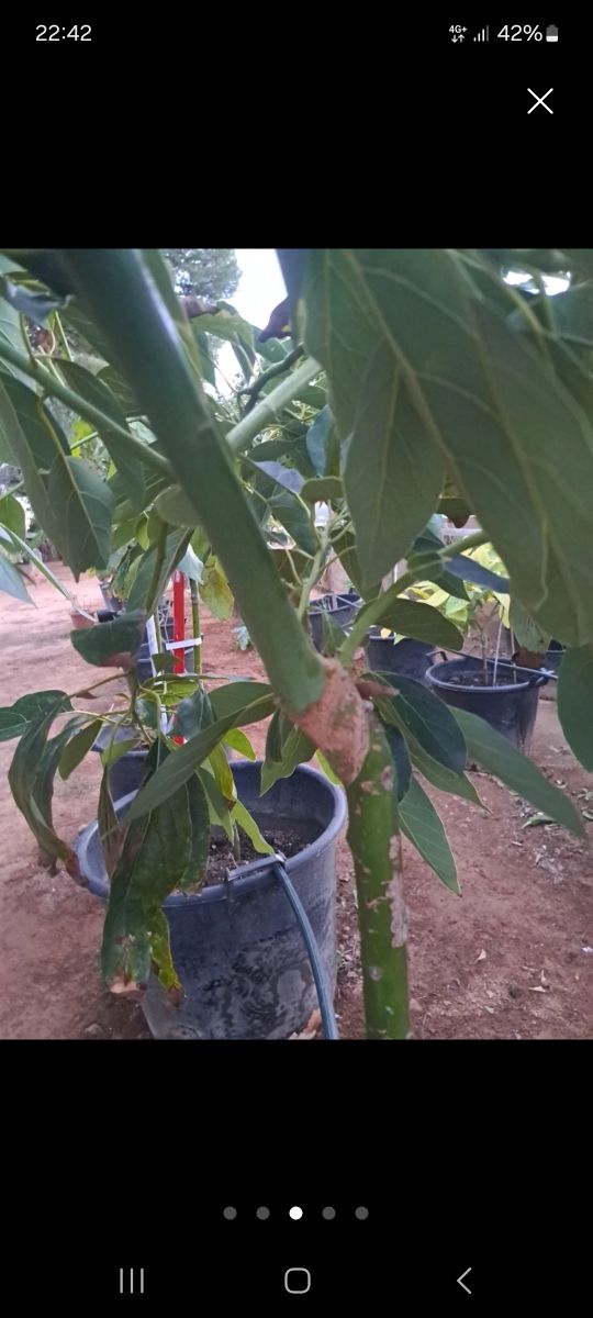 Aguacate 4 años