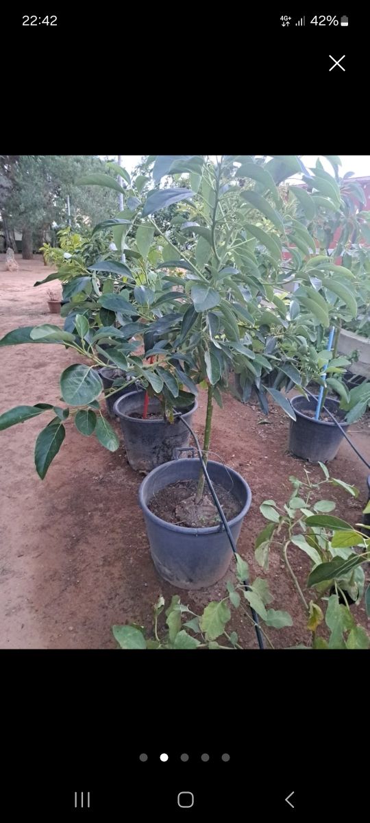 Aguacate 4 años