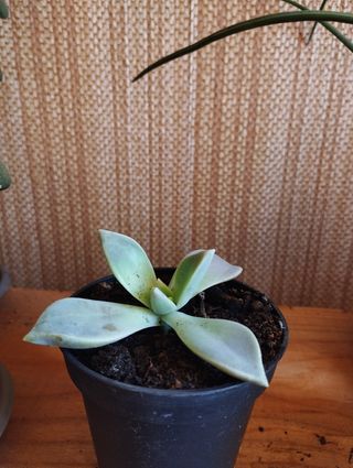 Echeveria