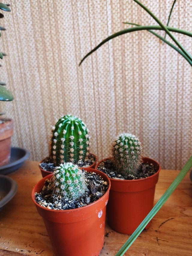 Echinopsis tubi Flora
