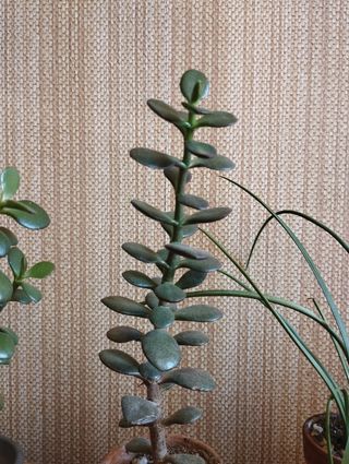 Albero di Giada