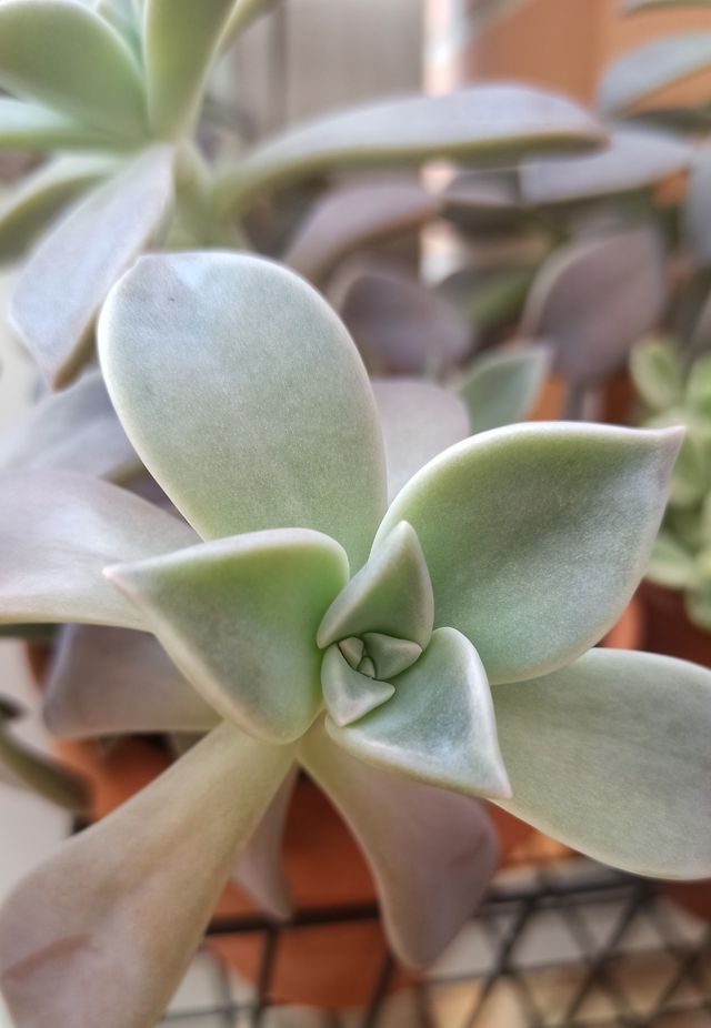 Esquejes de Graptopetalum Paraguayense