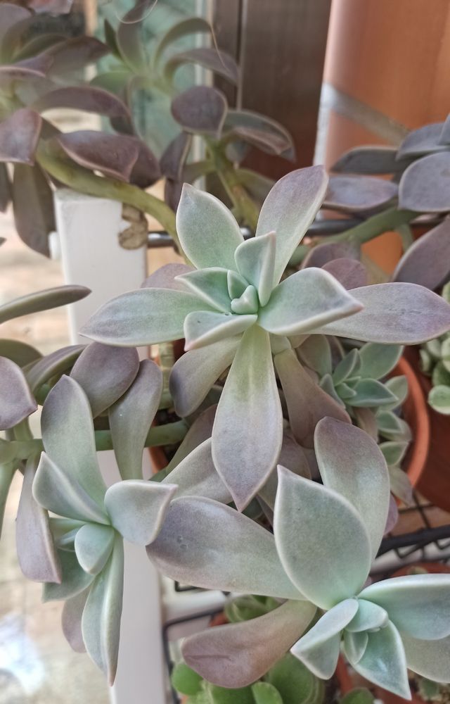 Esquejes de Graptopetalum Paraguayense