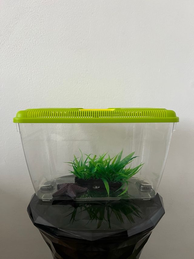 Acquario con accessori