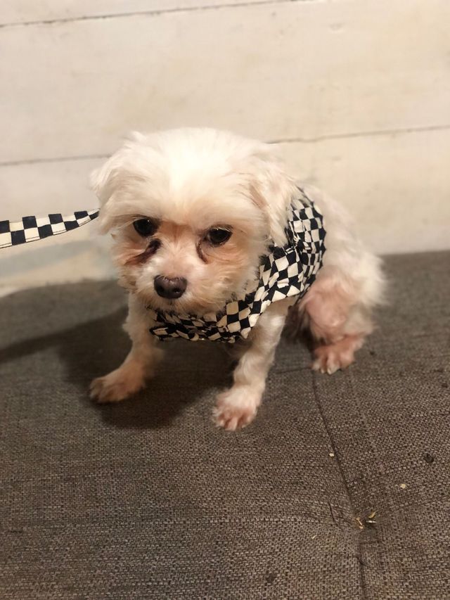 LOTE Conjuntos de tela perro NUEVO