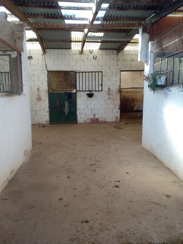 Pupilaje para caballos. Cuido tu caballo.