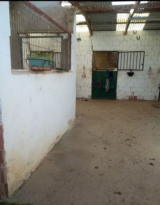 Pupilaje para caballos. Cuido tu caballo.