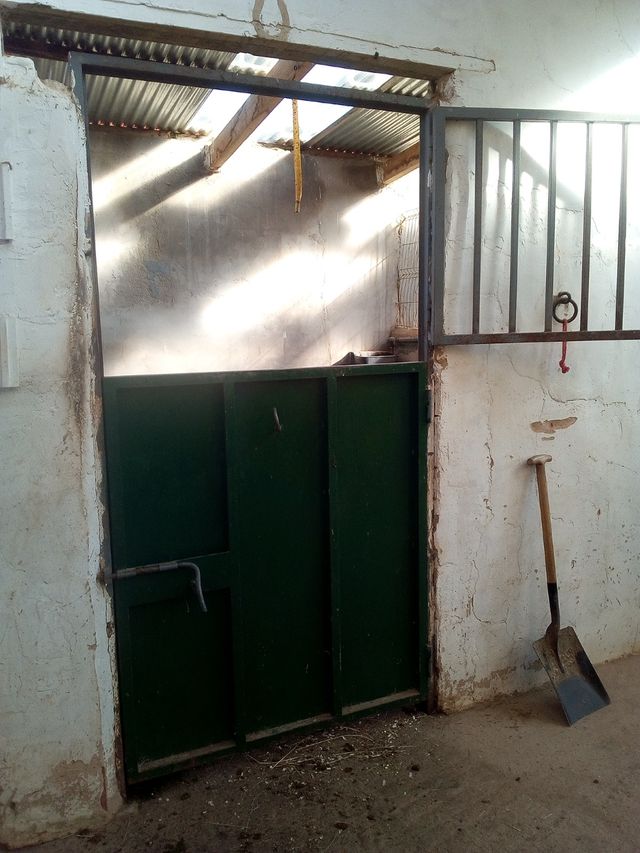 Pupilaje para caballos. Cuido tu caballo.