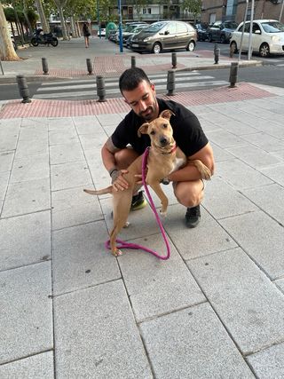 Adiestrador/educador canino