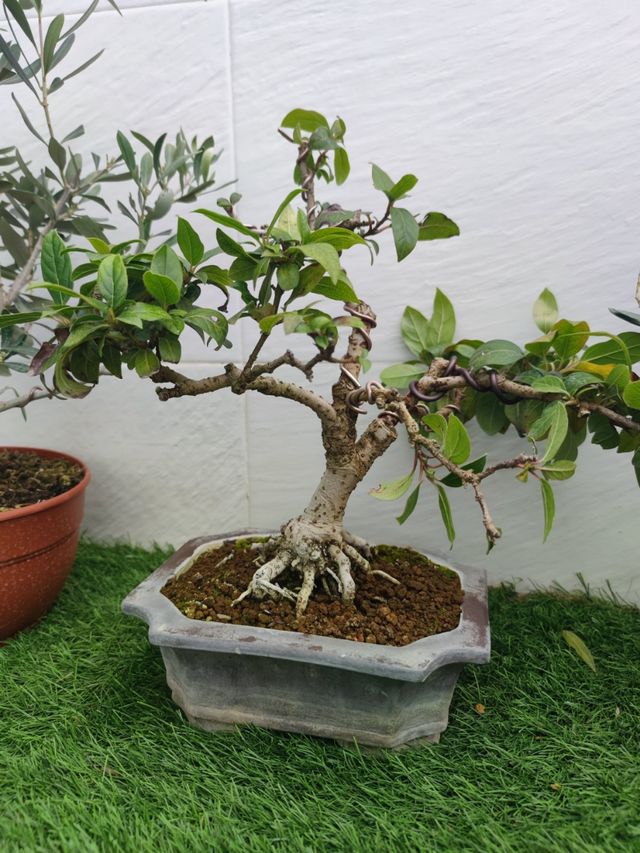 Bonsai durillo