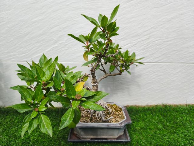 Bonsai durillo