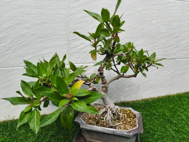 Bonsai durillo