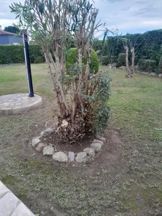 jardineria y paisajismo