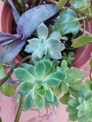 Maceta GRANDE con 9 variedades suculentas