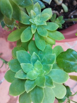 Maceta GRANDE con 9 variedades suculentas