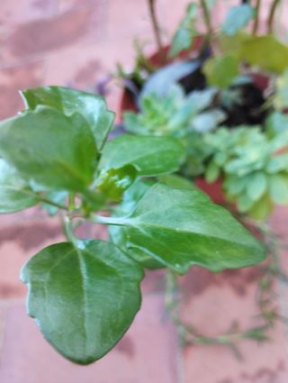 Maceta GRANDE con 9 variedades suculentas