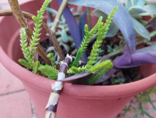 Maceta GRANDE con 9 variedades suculentas