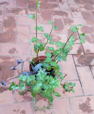 Maceta GRANDE con 9 variedades suculentas