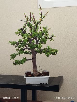 Bonsai