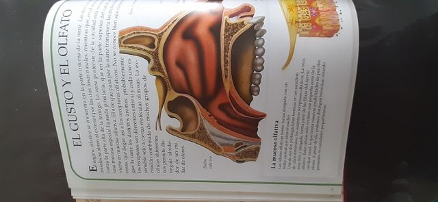 Libro GUÍA ILUSTRADA DEL CUERPO HUMANO