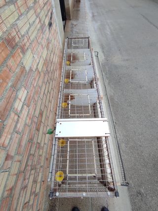 Jaula ponedero codorniz codornices