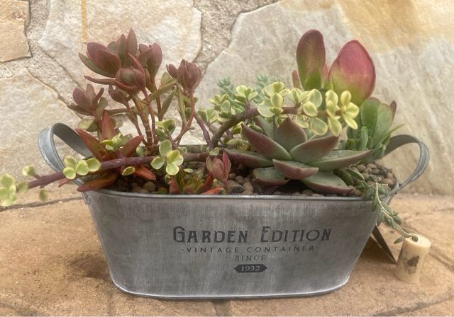 Centro de suculentas