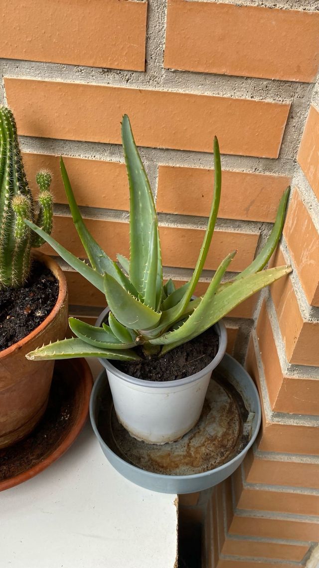 Aloe vera