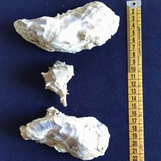 Conchiglie Murice e Ostriche, da collezione