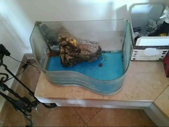 Vasca per tartarughe