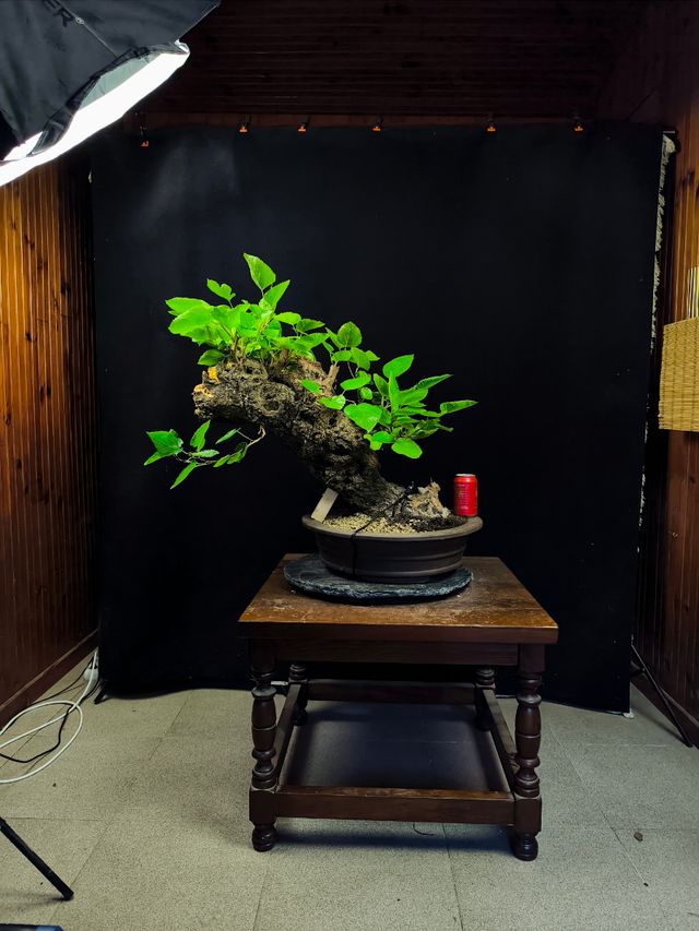 Bonsai bonsais