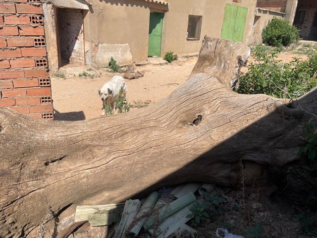 Tronco de chopo centenario