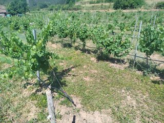 VIÑEDO  ALQUILO/CEDO