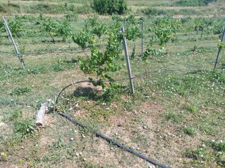 VIÑEDO  ALQUILO/CEDO